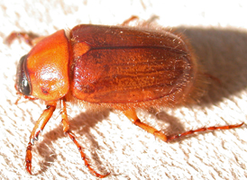 Northern Masked Chafer Northern Masked Chafer